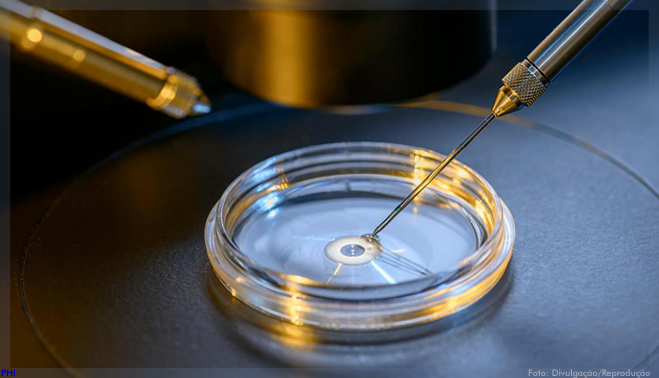 Cresce procura por fertilização in vitro com embriões congelados