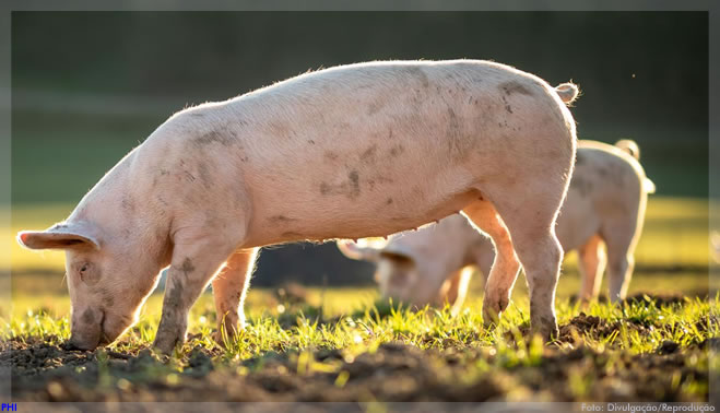 Cientistas restabelecem funções de células cerebrais de animais mortos