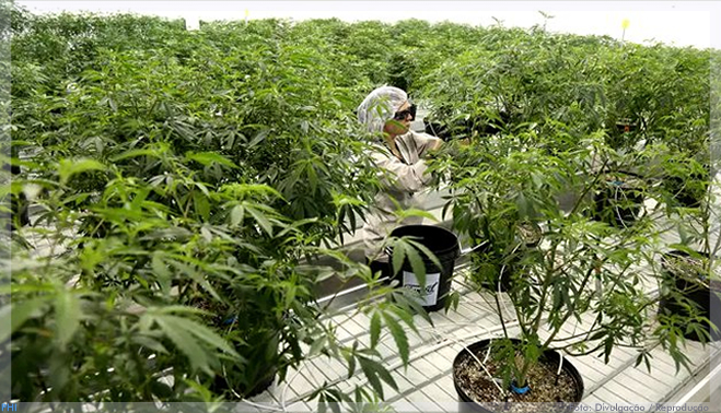 GreenCare vai além da cannabis medicinal