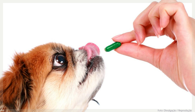 Mercado de medicamentos para animais domésticos deve crescer 15% em 2019