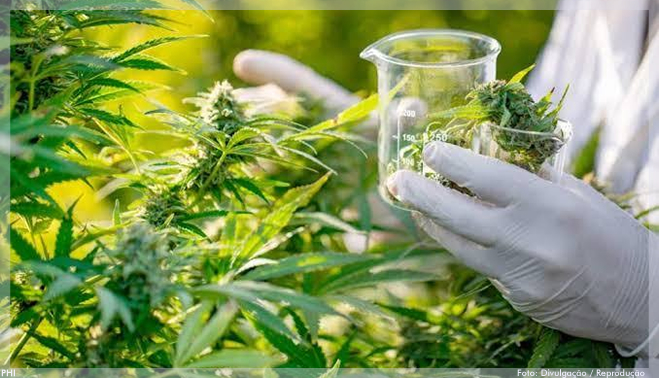 Anvisa libera registro e comercialização de remédio à base de maconha em farmácias no Brasil
