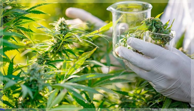 Congresso debate potencial da maconha medicinal, um negócio de US$ 5 bi