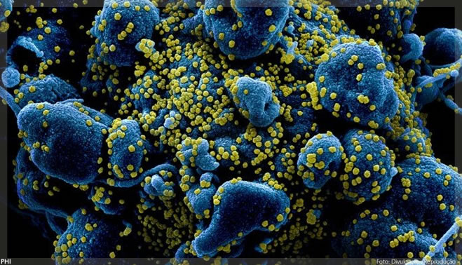 Melatonina produzida no pulmão impede infecção pelo novo coronavírus