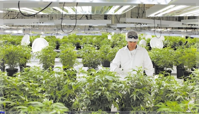 Justiça dá aval para plantação de maconha por associação com habeas corpus coletivo
