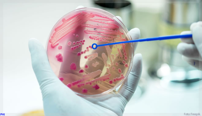 Bactérias podem sobreviver por mais de mil dias sem alimento, revela experimento