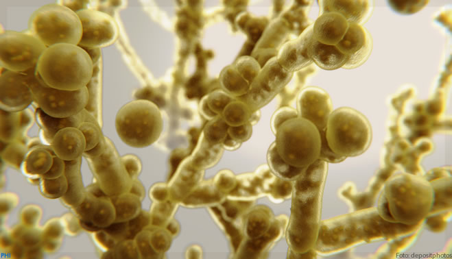 Candida auris: o que é o ‘superfungo’ que matou 2 pessoas e tem 3º surto no Brasil