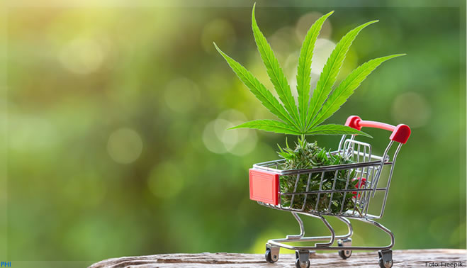 Cannabis deve movimentar R$ 500 milhões em 2022