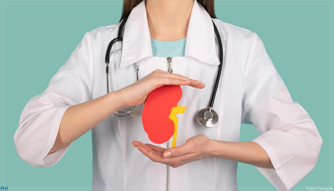 Estudo ajuda a entender como doença renal hereditária leva à disfunção cardíaca
