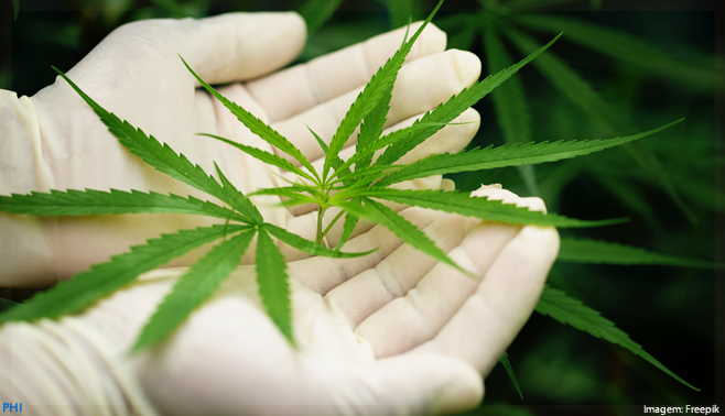Cannabis medicinal: conheça os 05 principais desafios do mercado