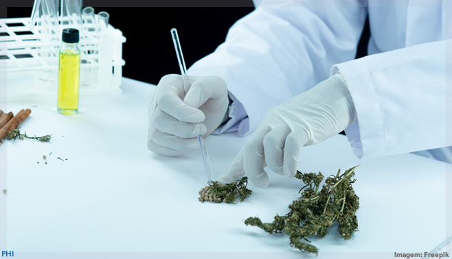 Cannabis medicinal pode revolucionar o mercado farmacêutico