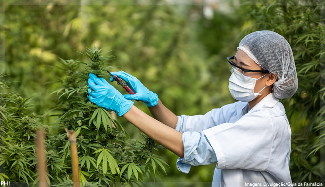 Venda de cannabis medicinal nas farmácias cresce 122% no 3° trimestre